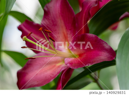 鮮やかなピンクの百合の花のクローズアップ 鮮やかなピンクの百合の花のクローズアップ 140929831