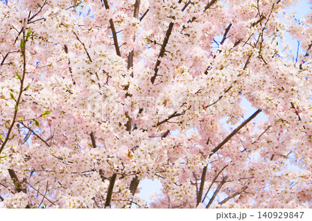 満開の桜 満開の桜 140929847