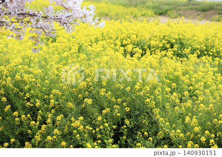桜と菜の花畑 桜と菜の花畑 140930151