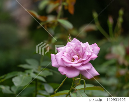 緑に囲まれて咲いている1輪の紫のバラの花 緑に囲まれて咲いている1輪の紫のバラの花 140931495