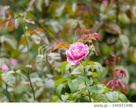 緑に囲まれて咲いている1輪のピンクのバラの花 緑に囲まれて咲いている1輪のピンクのバラの花 140931496