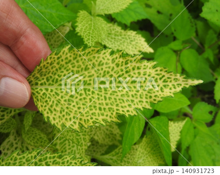 葉脈が黄色く網目状になるウイルス病に感染した「ヒヨドリバナ」 葉脈が黄色く網目状になるウイルス病に感染した「ヒヨドリバナ」 140931723