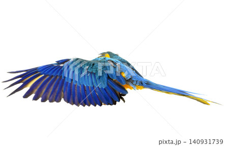 Blue-and-yellow macaw in studio Blue-and-yellow macaw in studio 140931739