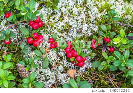 Ripe wild lingonberries growing among reindeer lichen and green leaves on a boreal forest floor in autumn Ripe wild lingonberries growing among reindeer lichen and green leaves on a boreal forest floor in autumn 140932215