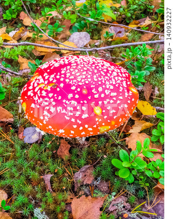 Vivid Red Fly Agaric Mushroom with White Spots Growing Among Green Moss and Autumn Leaves in Forest Vivid Red Fly Agaric Mushroom with White Spots Growing Among Green Moss and Autumn Leaves in Forest 140932227