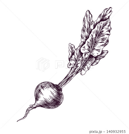 Beet with leaves isolated on white background. Hand drawn ink sketch in vintage engraving style. Detailed botanical illustration of fresh vegetable for cooking, menu and agriculture. 140932955