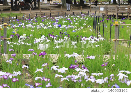 しょうぶ沼公園 色とりどりの花菖蒲 しょうぶ沼公園 色とりどりの花菖蒲 140933162