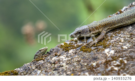 Madeiran Wall Lizard, Madeira, Portugal 140933276
