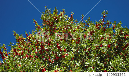 Acebal de Pradena Holly Forest, Spain Acebal de Pradena Holly Forest, Spain 140933361