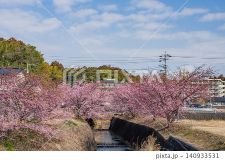 浜松市の東大山の河津桜の風景(静岡県) 浜松市の東大山の河津桜の風景(静岡県) 140933531