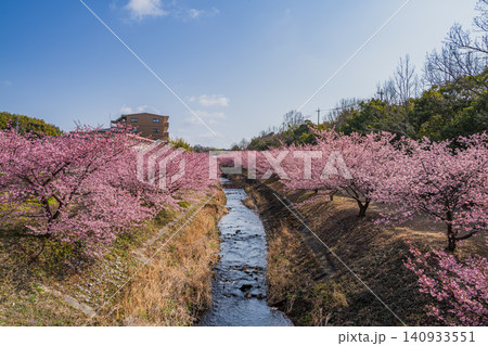 浜松市の東大山の河津桜の風景(静岡県) 140933551