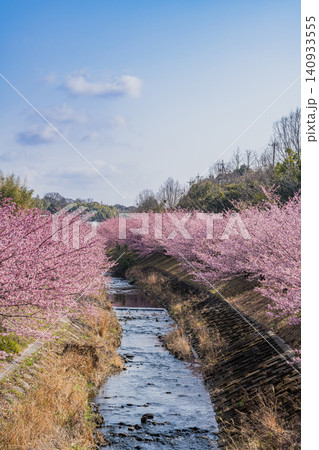 浜松市の東大山の河津桜の風景(静岡県) 140933555