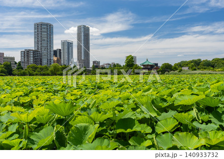 上野・不忍池の蓮池風景 上野・不忍池の蓮池風景 140933732