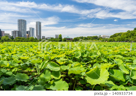 上野・不忍池の蓮池風景 上野・不忍池の蓮池風景 140933734