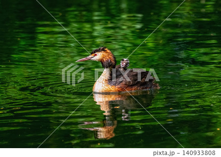 beautiful chomga, also known as the great grebe (Podiceps cristatus). beautiful chomga, also known as the great grebe (Podiceps cristatus). 140933808