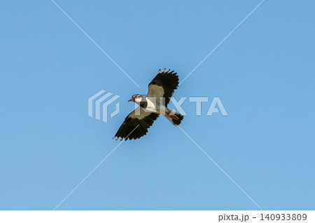 Lapwing (Vanellus vanellus) in flight. Lapwing (Vanellus vanellus) in flight. 140933809