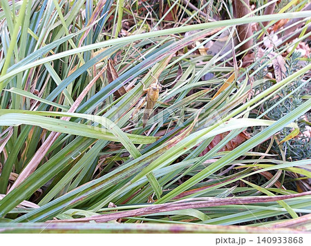 Egyptian Grasshopper Perched on Green Grass Blades. Egyptian Grasshopper Perched on Green Grass Blades. 140933868