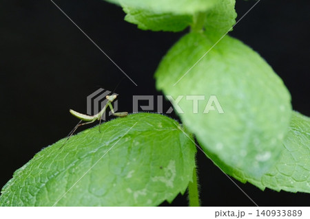 葉っぱの道を歩くカマキリ 葉っぱの道を歩くカマキリ 140933889