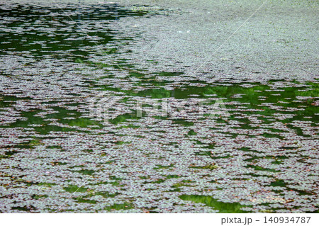 Dense water chestnut and duckweed texture covering calm pond surface in summer Dense water chestnut and duckweed texture covering calm pond surface in summer 140934787