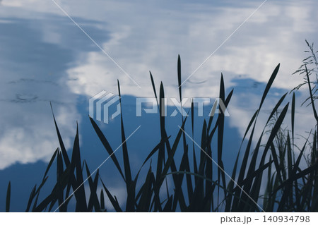 Green Typha latifolia reeds against beautiful blue sky reflection in pond Green Typha latifolia reeds against beautiful blue sky reflection in pond 140934798