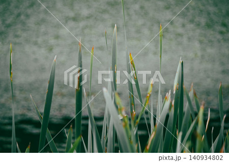 Green Typha latifolia reeds close up against blurry pond water background Green Typha latifolia reeds close up against blurry pond water background 140934802