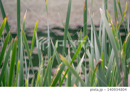 Green Typha latifolia reeds close up against blurry pond water background Green Typha latifolia reeds close up against blurry pond water background 140934804