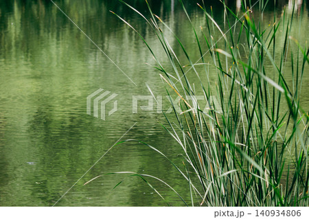 Green Typha latifolia reeds on pond shore with tree reflection background Green Typha latifolia reeds on pond shore with tree reflection background 140934806