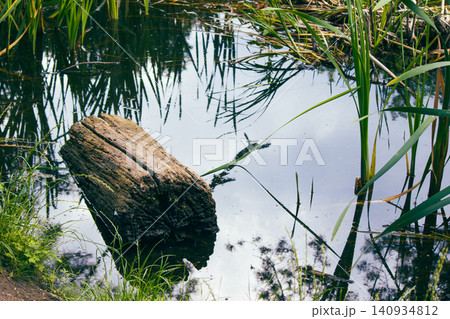 Old weathered tree log floating in calm pond water surrounded by reeds 140934812