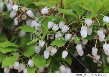 春の庭に咲く白い小さなドウダンツツジの花 春の庭に咲く白い小さなドウダンツツジの花 140935274
