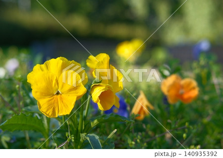 Yellow and orange pansies on green background. Gardening and back yard decoration. Print for Viola pedunculata seeds packets sale. Local flower market. Flora and types of plants concept 140935392