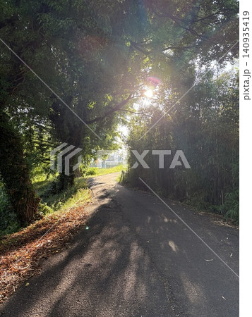 逆光に輝く緑の散歩道 逆光に輝く緑の散歩道 140935419
