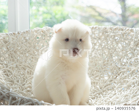 Cute white Siberian Husky puppy sitting on a white wicker chair indoors, looking at camera with natural soft light from the window. Cute white Siberian Husky puppy sitting on a white wicker chair indoors, looking at camera with natural soft light from the window. 140935576