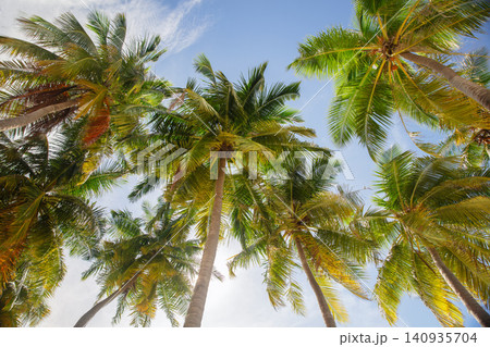 Tall coconut palm trees sway against a vibrant blue sky Tall coconut palm trees sway against a vibrant blue sky 140935704