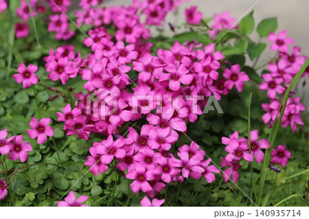 春の庭に咲くピンク色のイモカタバミの花 春の庭に咲くピンク色のイモカタバミの花 140935714
