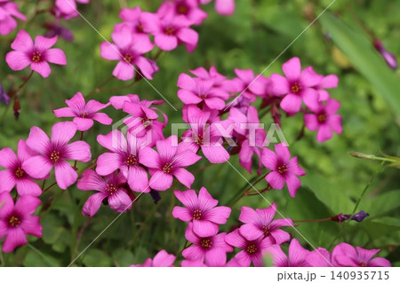 春の庭に咲くピンク色のイモカタバミの花 春の庭に咲くピンク色のイモカタバミの花 140935715