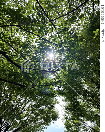 新緑の木々の間から差し込む太陽の光 新緑の木々の間から差し込む太陽の光 140936161
