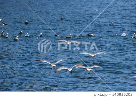 海上を優雅に飛ぶウミネコたち 海上を優雅に飛ぶウミネコたち 140936202