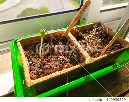 Bright green seedlings sprout in biodegradable pots on a sunny windowsill, contrasting growth and failure. Ideal for ecology, gardening, and life cycle themes in a home setting. 140936229