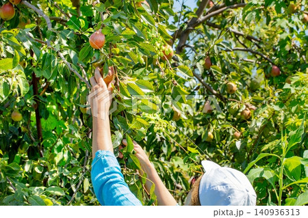 Picking apples in an orchard during a sunny day with ripe fruit hanging from the branches 140936313
