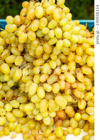 Bunches of yellow grapes stacked on a table during harvest time in a vineyard Bunches of yellow grapes stacked on a table during harvest time in a vineyard 140936314