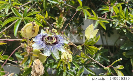 Close up of blooming Passion Flower or Passiflora caerulea vine with vibrant purple white petals surrounded by green foliage in bright natural sunlight Close up of blooming Passion Flower or Passiflora caerulea vine with vibrant purple white petals surrounded by green foliage in bright natural sunlight 140936389
