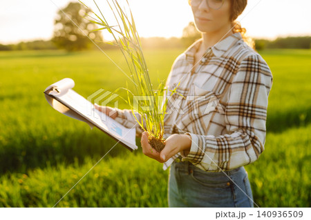 Farmer touches wheat sprouts, checking growth. Concept for farm development, horticulture. 140936509