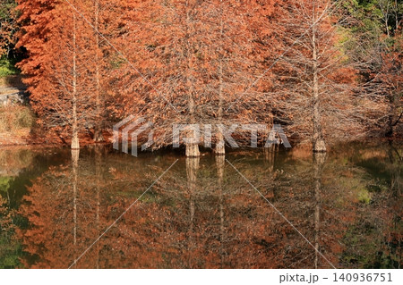 水面に反射する紅葉したラクウショウの木々 水面に反射する紅葉したラクウショウの木々 140936751