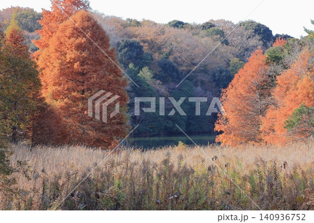 江汐公園の紅葉が美しい水没林 江汐公園の紅葉が美しい水没林 140936752