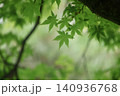青モミジ・南湖公園（福島県・白河市） 140936768