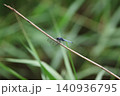 枯れ草の茎に止まるオオシオカラトンボのオス 140936795