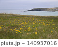 春の霧多布岬・タンポポの咲く丘から望む海と太平洋の風景 140937016
