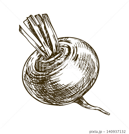 Turnip vegetable illustration in vintage ink drawing style. Hand drawn sketch of fresh root crop for culinary menu design, farm market branding and healthy organic food ingredient concept. 140937132