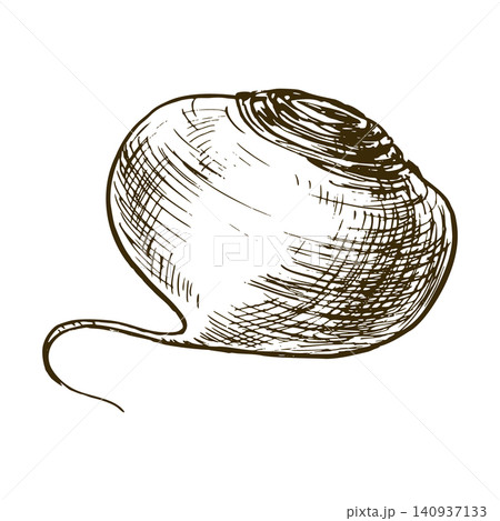 Turnip vegetable drawn in hand ink style with sketch hatching. Engraving illustration of root crop. Organic food ingredient for healthy diet and culinary kitchen recipe design. Turnip vegetable drawn in hand ink style with sketch hatching. Engraving illustration of root crop. Organic food ingredient for healthy diet and culinary kitchen recipe design. 140937133