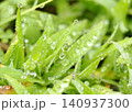 雨上がりの雫（葉っぱの上の水滴） 140937300